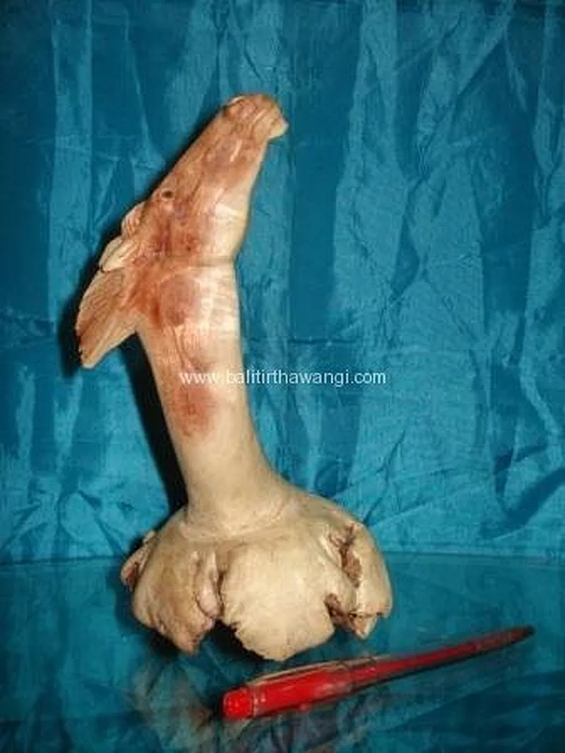 Head Horse Parasit Wood Other