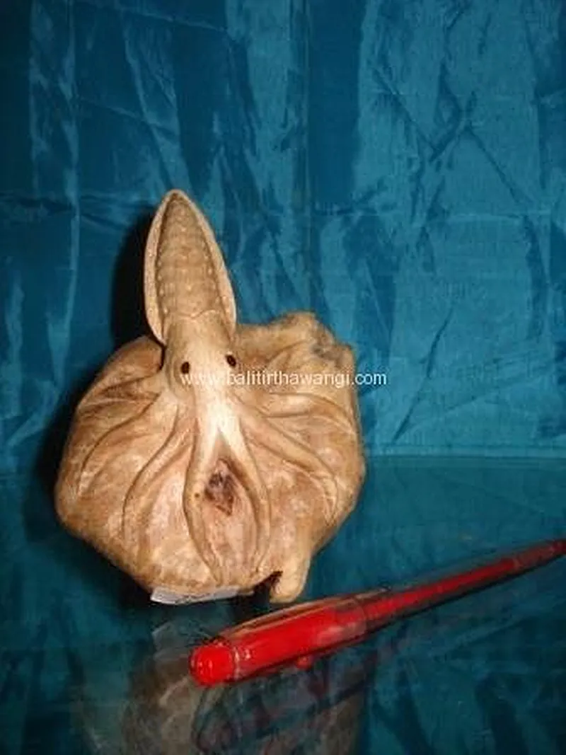 Squid Parasit Wood Other